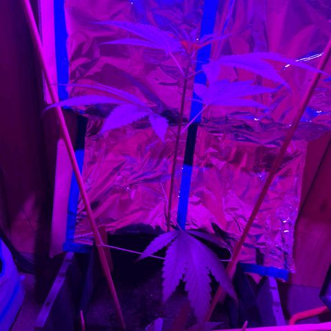 Natbug growlog timeline photo