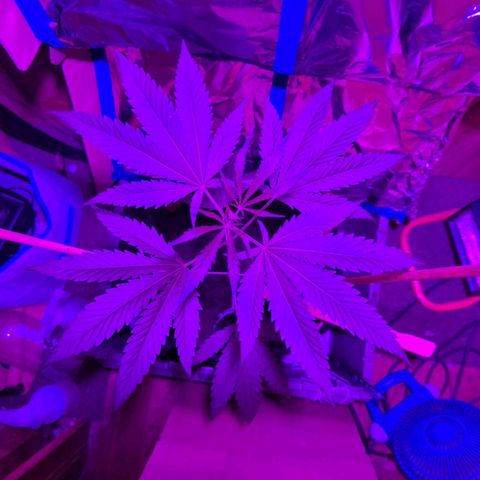 Natbug growlog timeline photo