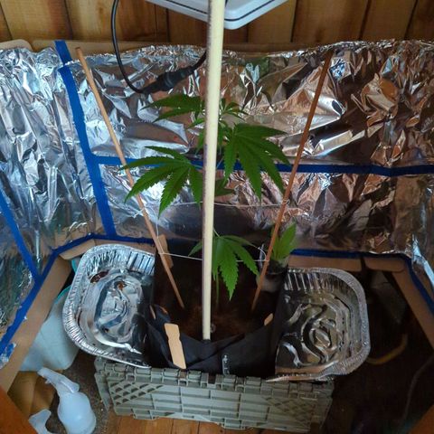 Natbug growlog timeline photo