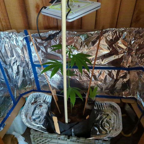 Natbug growlog timeline photo