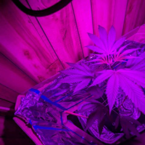 Natbug growlog timeline photo