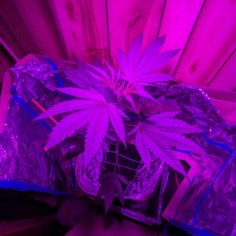 Natbug growlog timeline photo