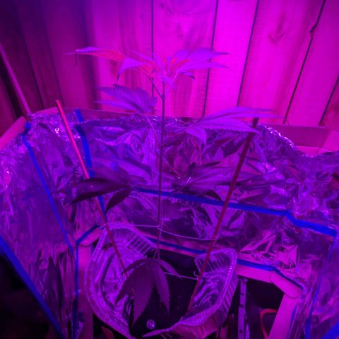 Natbug growlog timeline photo