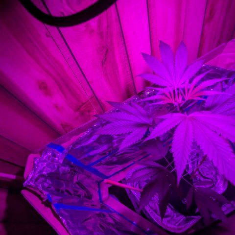 Natbug growlog timeline photo