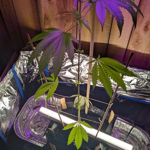 Natbug growlog timeline photo