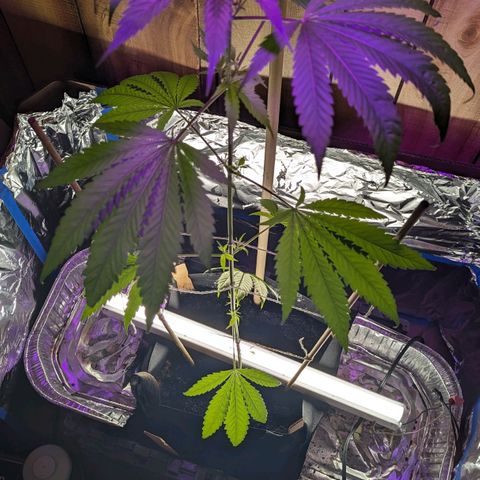 Natbug growlog timeline photo