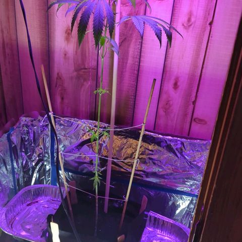 Natbug growlog timeline photo