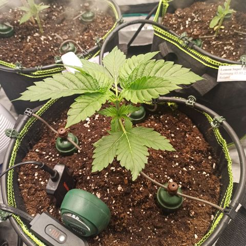 Wedding Cake growlog timeline photo