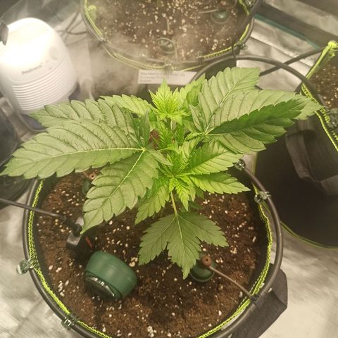 Wedding Cake growlog timeline photo