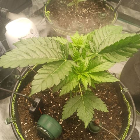 Wedding Cake growlog timeline photo