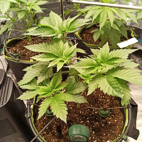 Wedding Cake growlog timeline photo