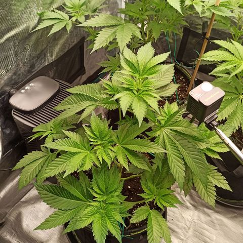 Wedding Cake growlog timeline photo