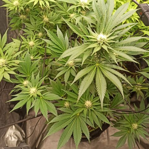 Wedding Cake growlog timeline photo