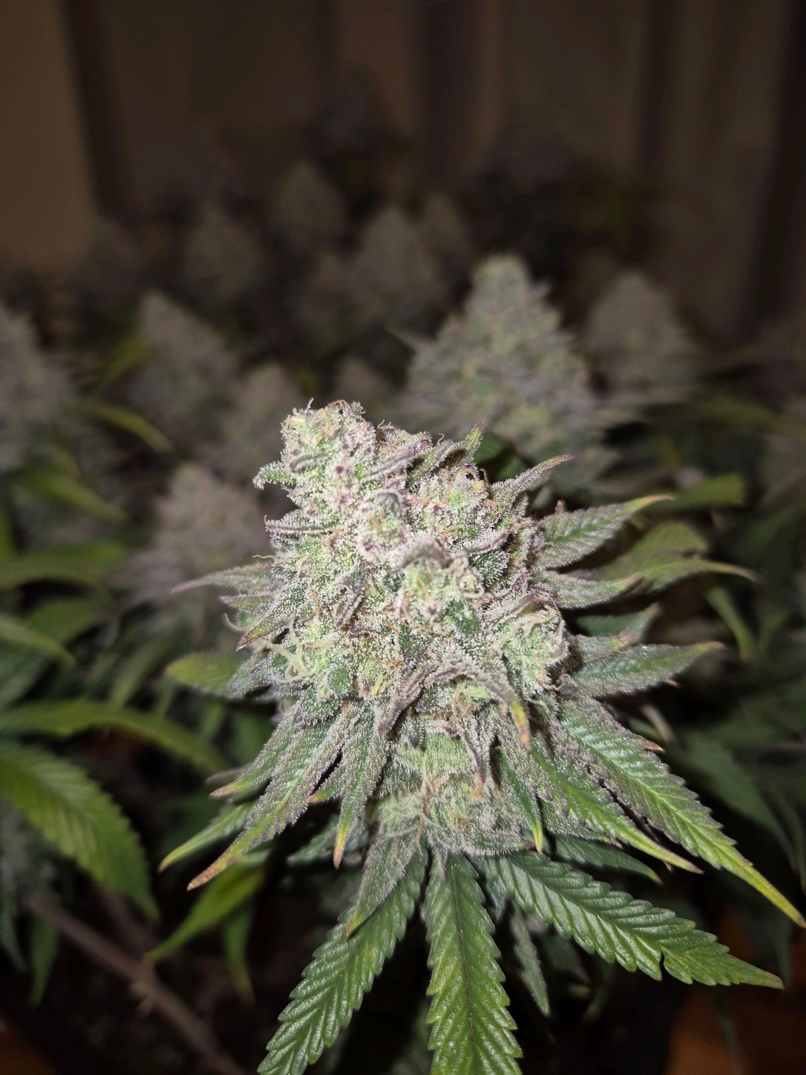 Fullgas! (Strain Hunters) growlog header