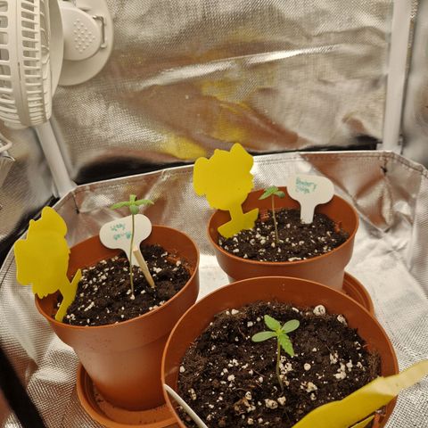 Sticky Orange XXL Automatic growlog timeline photo