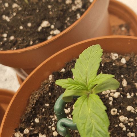 Sticky Orange XXL Automatic growlog timeline photo