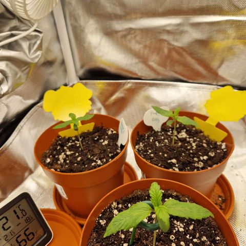 Sticky Orange XXL Automatic growlog timeline photo