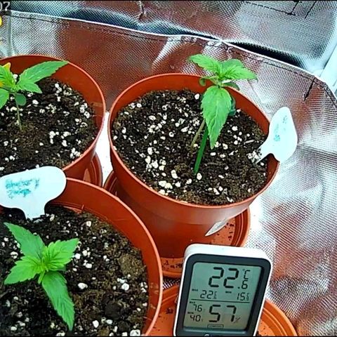 Sticky Orange XXL Automatic growlog timeline photo