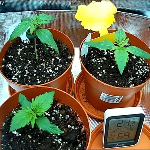 Sticky Orange XXL Automatic growlog timeline photo