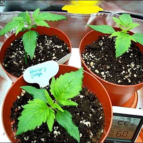 Sticky Orange XXL Automatic growlog timeline photo