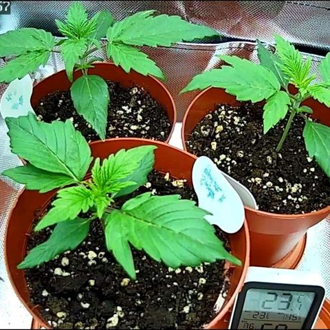 Sticky Orange XXL Automatic growlog timeline photo