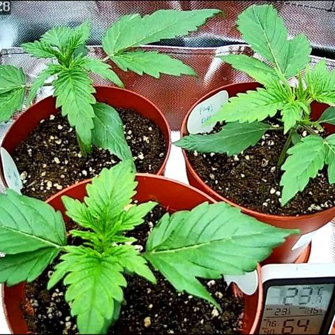 Sticky Orange XXL Automatic growlog timeline photo