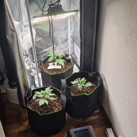 Sticky Orange XXL Automatic growlog timeline photo