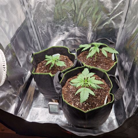 Sticky Orange XXL Automatic growlog timeline photo