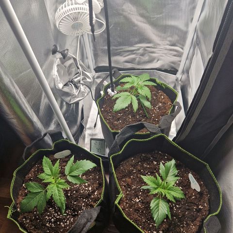 Sticky Orange XXL Automatic growlog timeline photo