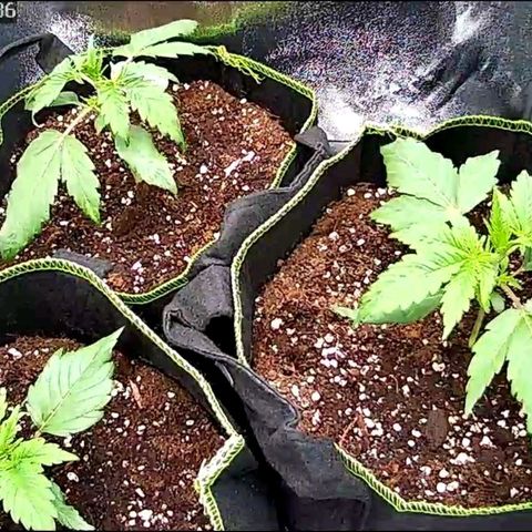 Sticky Orange XXL Automatic growlog timeline photo