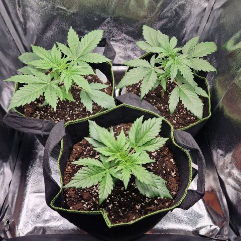 Sticky Orange XXL Automatic growlog timeline photo