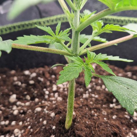 Sticky Orange XXL Automatic growlog timeline photo