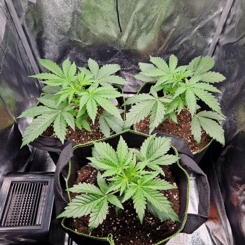 Sticky Orange XXL Automatic growlog timeline photo
