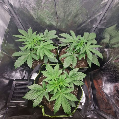 Sticky Orange XXL Automatic growlog timeline photo