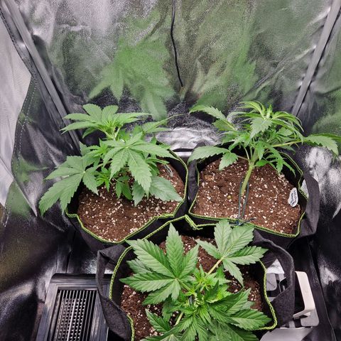 Sticky Orange XXL Automatic growlog timeline photo