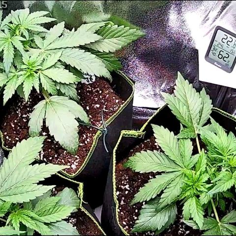 Sticky Orange XXL Automatic growlog timeline photo