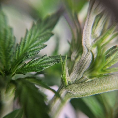 Sticky Orange XXL Automatic growlog photo: Die ersten Pistillen sind zu sehen. Pre-Bloom Beginn.