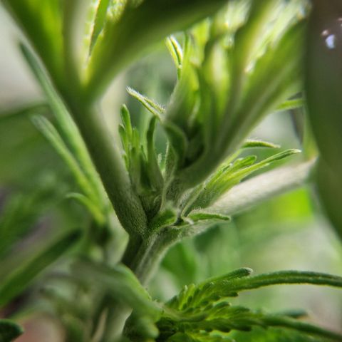 Sticky Orange XXL Automatic growlog photo: Die ersten Pistillen sind zu sehen. Pre-Bloom Beginn.