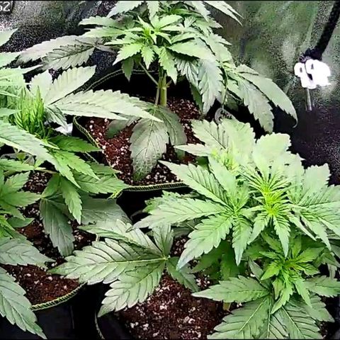 Sticky Orange XXL Automatic growlog timeline photo