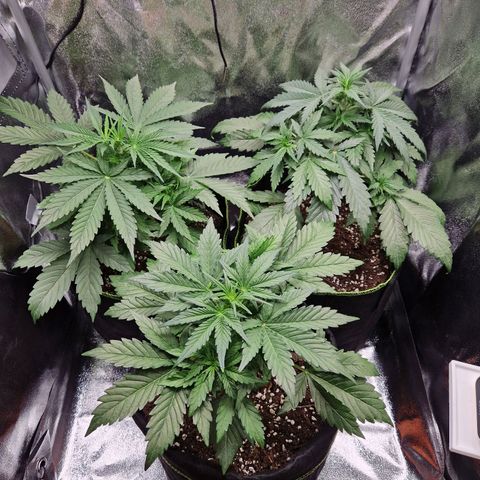 Sticky Orange XXL Automatic growlog timeline photo