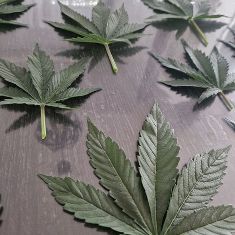 Sticky Orange XXL Automatic growlog timeline photo