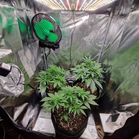 Sticky Orange XXL Automatic growlog timeline photo