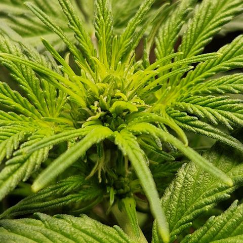 Sticky Orange XXL Automatic growlog timeline photo