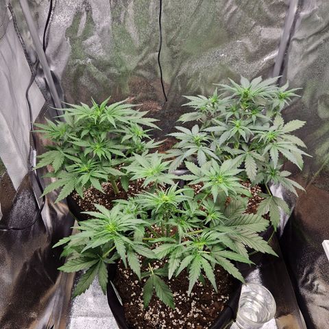 Sticky Orange XXL Automatic growlog timeline photo