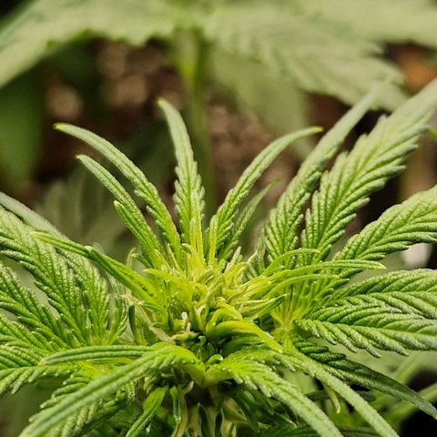 Sticky Orange XXL Automatic growlog timeline photo