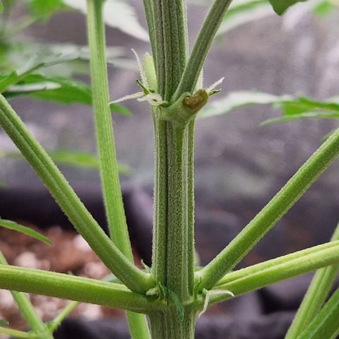 Sticky Orange XXL Automatic growlog timeline photo