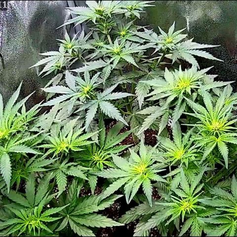 Sticky Orange XXL Automatic growlog timeline photo