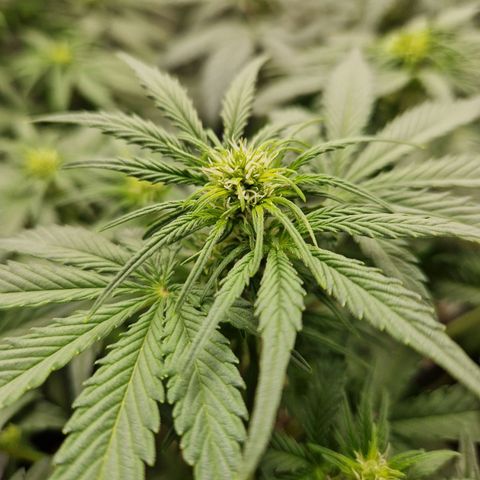 Sticky Orange XXL Automatic growlog timeline photo