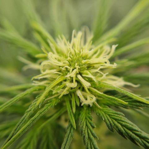 Sticky Orange XXL Automatic growlog timeline photo