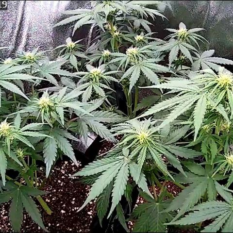 Sticky Orange XXL Automatic growlog timeline photo
